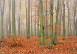 <p>Šluknovsko - Království</p>